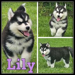 Lily - Black and white female Siberian Husky puppy in Merrill, Michigan from Haase Family Kennels