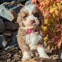 Maple - Chocolate merle female Bernedoodle puppy in Placerville, California from Quartz Mountain Doodles