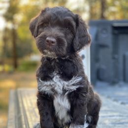 Reserved - male Portuguese Water Dog puppy in Grants Pass, Oregon from Rogue River Portuguese Water Dogs
