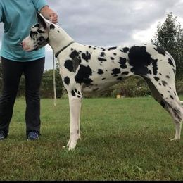 Great Dane Puppies from Dynamic Danes