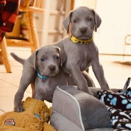 Puppy Boy - Silver gray male Weimaraner puppy in New Hartford, New York from Platinum Weimaraners