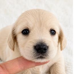 Ee creamred boy - Cream male Dachshund puppy in Mineral Wells, Texas from Chilidog Dachshunds