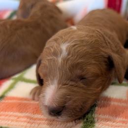 Girl 2 - Red  female Poodle puppy in Silverton, Oregon from Rambler Goldens
