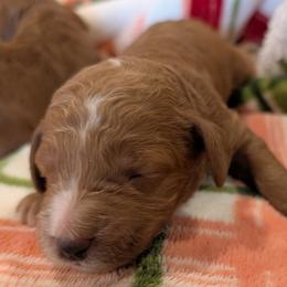 Girl 2 - Red  female Poodle puppy in Silverton, Oregon from Rambler Goldens