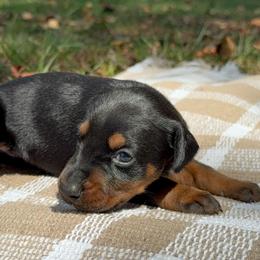 Ansley - Black and rust female Doberman Pinscher puppy in Toney, Alabama from Bhon Mhuir Dobermanns