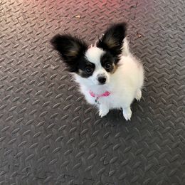 Papillon Puppies from Mishmo's Papillons