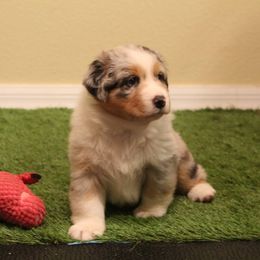 Australian Shepherd Puppies from Sandollar Aussies