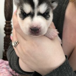 Siberian Husky Puppies from Hynes Huskies