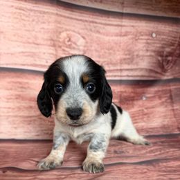 Pearl - Piebald female Dachshund puppy in Chariton, Iowa from Mia Lucky Home