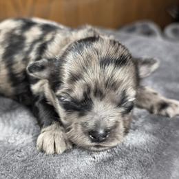 Reserved - Merle male Shihpoo puppy in Delphos, Ohio from Route 66 Poodles & Doodles, Sapphire Shih-tzu's of Ohio