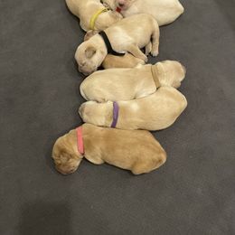 Golden Retriever Puppies from Upper Park Goldens