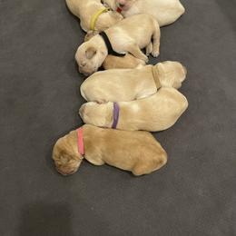 Golden Retriever Puppies from Upper Park Goldens