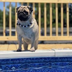 Dot - Pug