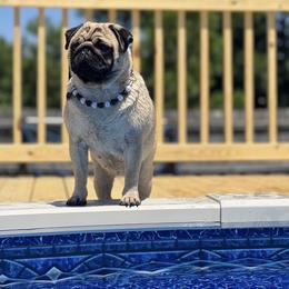 Dot - Pug