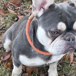 French Bulldogs from Amore Frenchies