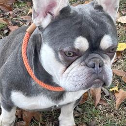 French Bulldogs from Amore Frenchies