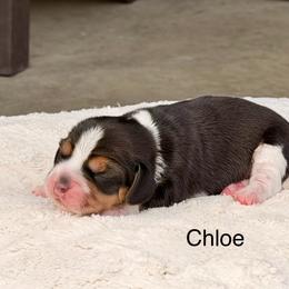 Chloe - Black tan and white female Beagle puppy in Mansfield, Missouri from Rippee Creek Kennel
