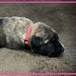 Pink - Brindle female Anatolian Shepherd Dog puppy in Clark, Wyoming from Fyne Acres