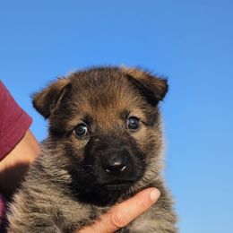 German Shepherd Puppies from Vom Haus Denfors K9