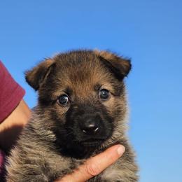 German Shepherd Puppies from Vom Haus Denfors K9