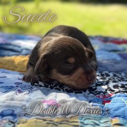 SUEDE Half Russian Wire PET ONLY - Chocolate and tan female Dachshund puppy in Alto, Texas from Double W Doxies