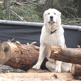 Thunder - Central Asian Shepherd Dog