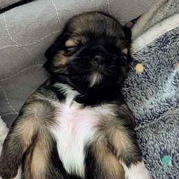 Kahlua - Tricolor female Shih Tzu puppy in Choctaw, Oklahoma from Karen Elliott