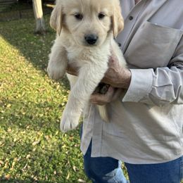 Yellow collar, Male - Cream male Cavapoo puppy in Lemoore, California from Linda's Puppies