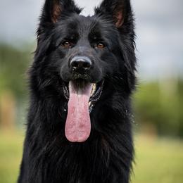 German Shepherd puppies from Howixx German Shepherds