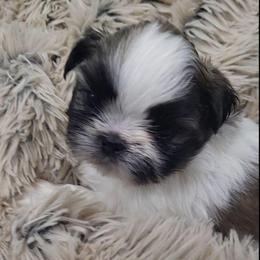 AKC tiny Jill - Gold and white female Shih Tzu puppy in Troutville, Virginia from Mountain Pass Barn