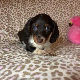 Lillian - Piebald female Dachshund puppy in Lake City, Florida from My Ditzy Doxies of Florida