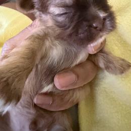 Boy 3 - Chocolate and tan male Shih Tzu puppy in Florida from Shih tzus and Shorkies Galore