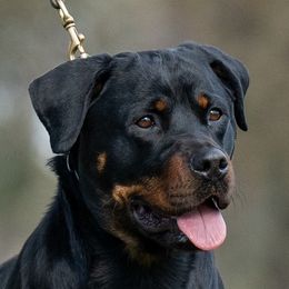 Rottweilers from Schwarzloewen Rottweilers