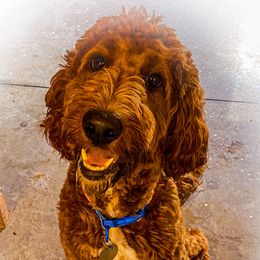Ruby - Irish Doodle