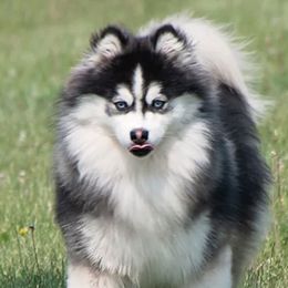 Summit - Pomsky
