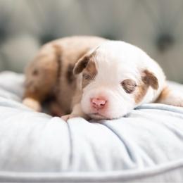 Pecan pie - Red merle male Miniature American Shepherd puppy in Groesbeck, Texas from Epic Miniature American Shepherds