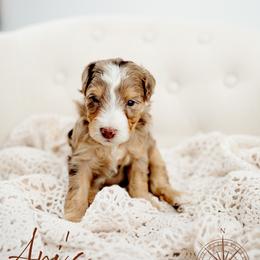 Atlas - Chocolate merle male Bernedoodle puppy in Athens, Alabama from Brewing Doodles