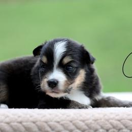 Bean - Black tri male Miniature Australian Shepherd puppy in Prague, Oklahoma from Clay Creek Aussies