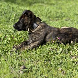 Dutch Shepherd Puppies from Westberg Working Dogs