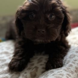 Maltese and Maltipoo Puppies from BeachRidge Pups