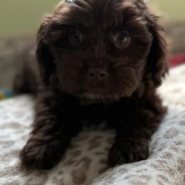 Maltese and Maltipoo Puppies from BeachRidge Pups