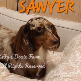 Sawyer - Dachshund