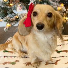 Monroe - Dachshund