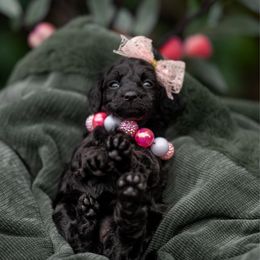 Amelia Gabble - Black female Cockapoo puppy in Deming, Washington from Heavenly Puppies to Love