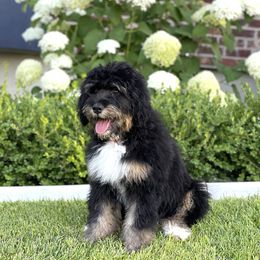 Aussiedoodle, Bernedoodle, and Goldendoodle Puppies from JW Doodles