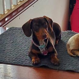 Cindi - Dachshund