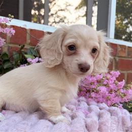 Light Roast - Cream female Dachshund puppy in Coldwater, Mississippi from Under the Stars Minis