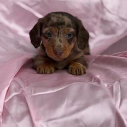 Stormy 3500 - Dapple male Dachshund puppy in Barbourville, Kentucky from The Bossy Doxie Farm