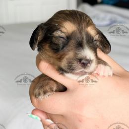 Mr. Gray-2600 - Cream male Dachshund puppy in Sparr, Florida from From the Heart Doxies