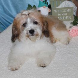 Simba - Havanese